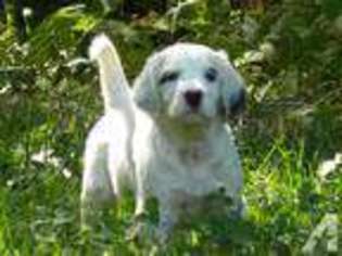 English Setter Puppy for sale in ATHOL, MA, USA