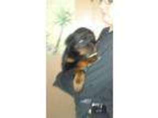 Rottweiler Puppy for sale in Warren, MI, USA
