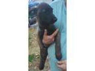 Belgian Malinois Puppy for sale in Roland, AR, USA