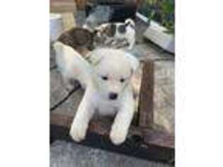 Akita Puppy for sale in Atlanta, GA, USA