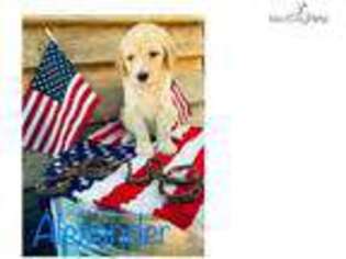 Goldendoodle Puppy for sale in Fort Worth, TX, USA