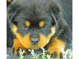 Rottweiler Puppy for sale in NEW CANAAN, CT, USA