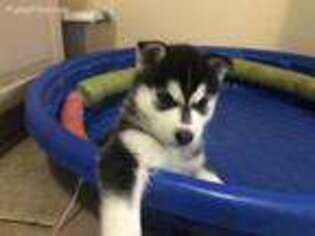 Siberian Husky Puppy for sale in Evergreen, CO, USA