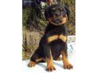Rottweiler Puppy for sale in Lexington, VA, USA