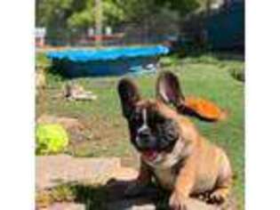 French Bulldog Puppy for sale in Oxford, PA, USA