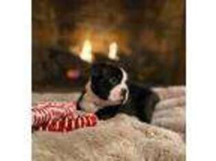 Boston Terrier Puppy for sale in Williamsburg, KY, USA