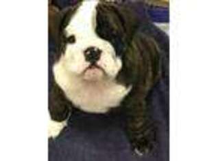 Bulldog Puppy for sale in Isabella, OK, USA