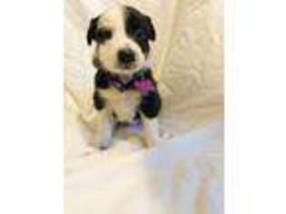 Border Collie Puppy for sale in Portland, OR, USA