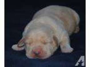 Labrador Retriever Puppy for sale in ALLIANCE, OH, USA
