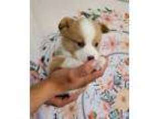 Pembroke Welsh Corgi Puppy for sale in Reno, NV, USA