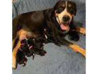 Greater Swiss Mountain Dog Puppy for sale in Lexington, OK, USA