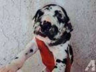 Great Dane Puppy for sale in MALIBU, CA, USA
