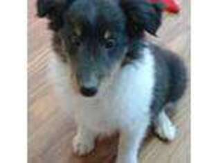 Shetland Sheepdog Puppy for sale in Berkeley Springs, WV, USA