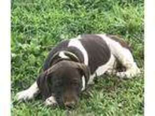 German Shorthaired Pointer Puppy for sale in North Wilkesboro, NC, USA