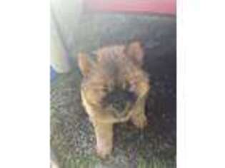 Chow Chow Puppy for sale in Adrian, MI, USA
