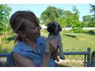 Mastiff Puppy for sale in Ames, IA, USA