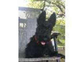 Scottish Terrier Puppy for sale in Pierce City, MO, USA