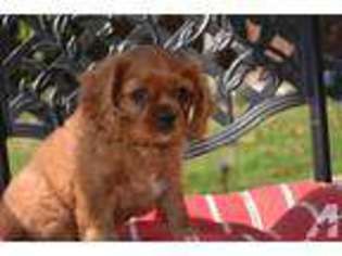 Cavalier King Charles Spaniel Puppy for sale in SUN CITY, CA, USA