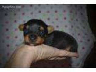 Yorkshire Terrier Puppy for sale in Kelly, LA, USA