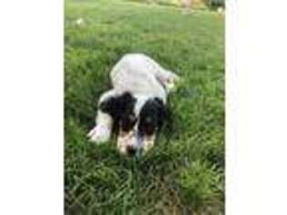 English Setter Puppy for sale in Sterling Heights, MI, USA