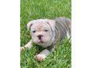 Bulldog Puppy for sale in Kyle, TX, USA