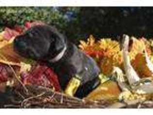 Labrador Retriever Puppy for sale in Decatur, AL, USA