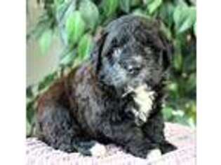 Saint Berdoodle Puppy for sale in Syracuse, IN, USA