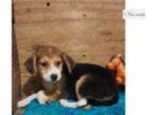 Mutt Puppy for sale in Jonesboro, AR, USA