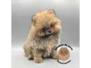 Pomeranian Puppy for sale in Jacksonville, NC, USA
