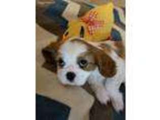 Cavalier King Charles Spaniel Puppy for sale in Starks, LA, USA