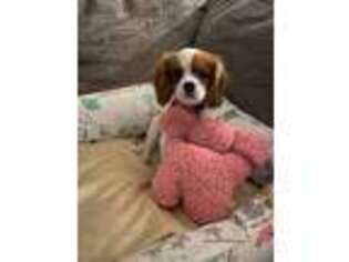 Cavalier King Charles Spaniel Puppy for sale in Port Charlotte, FL, USA