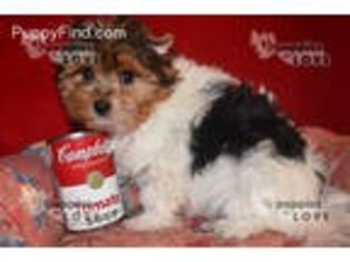 Biewer Terrier Puppy for sale in Sanger, TX, USA