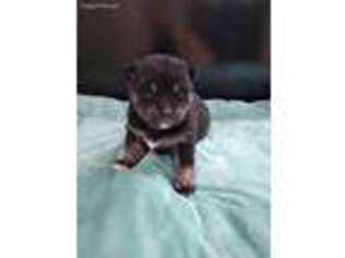Mutt Puppy for sale in Freeport, NY, USA