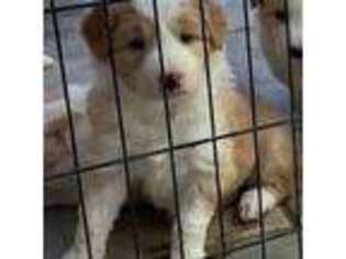 Border Collie Puppy for sale in Winchester, CA, USA