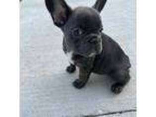 French Bulldog Puppy for sale in Grayson, KY, USA