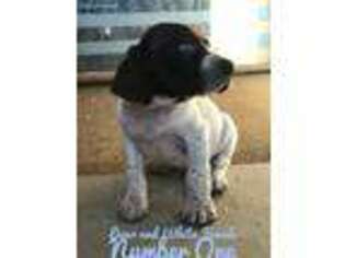 German Shorthaired Pointer Puppy for sale in Ramseur, NC, USA