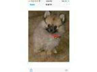 Pomeranian Puppy for sale in Heber Springs, AR, USA