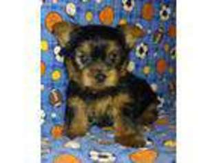 Yorkshire Terrier Puppy for sale in Salamanca, NY, USA