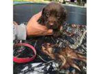Labrador Retriever Puppy for sale in Ruston, LA, USA