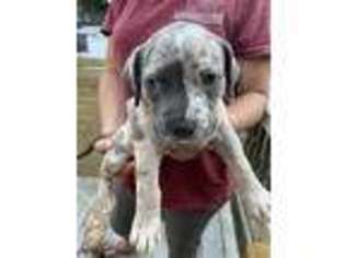 Mutt Puppy for sale in Stoughton, MA, USA
