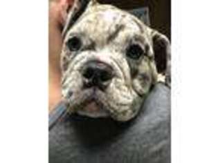 Bulldog Puppy for sale in Marlton, NJ, USA