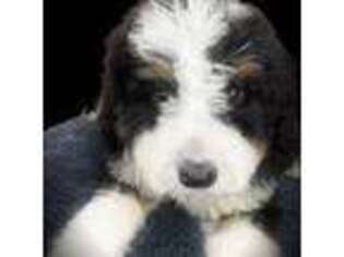 Mutt Puppy for sale in Albion, IN, USA
