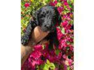 Goldendoodle Puppy for sale in Chowchilla, CA, USA
