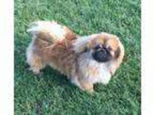 Pekingese Puppy for sale in Columbus, OH, USA