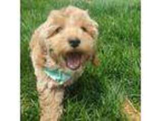Goldendoodle Puppy for sale in Morgan, UT, USA