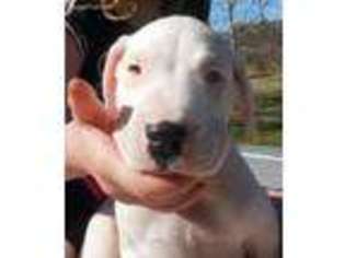 Dogo Argentino Puppy for sale in Hot Springs, AR, USA