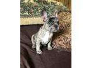 French Bulldog Puppy for sale in Marengo, WI, USA