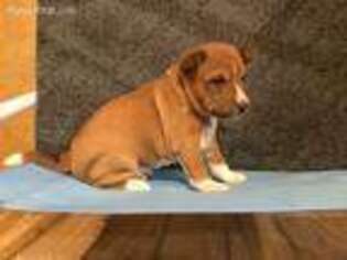 Basenji Puppy for sale in New Albany, IN, USA