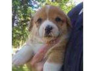 Pembroke Welsh Corgi Puppy for sale in Fortine, MT, USA
