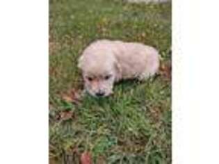 Golden Retriever Puppy for sale in Oakville, IA, USA